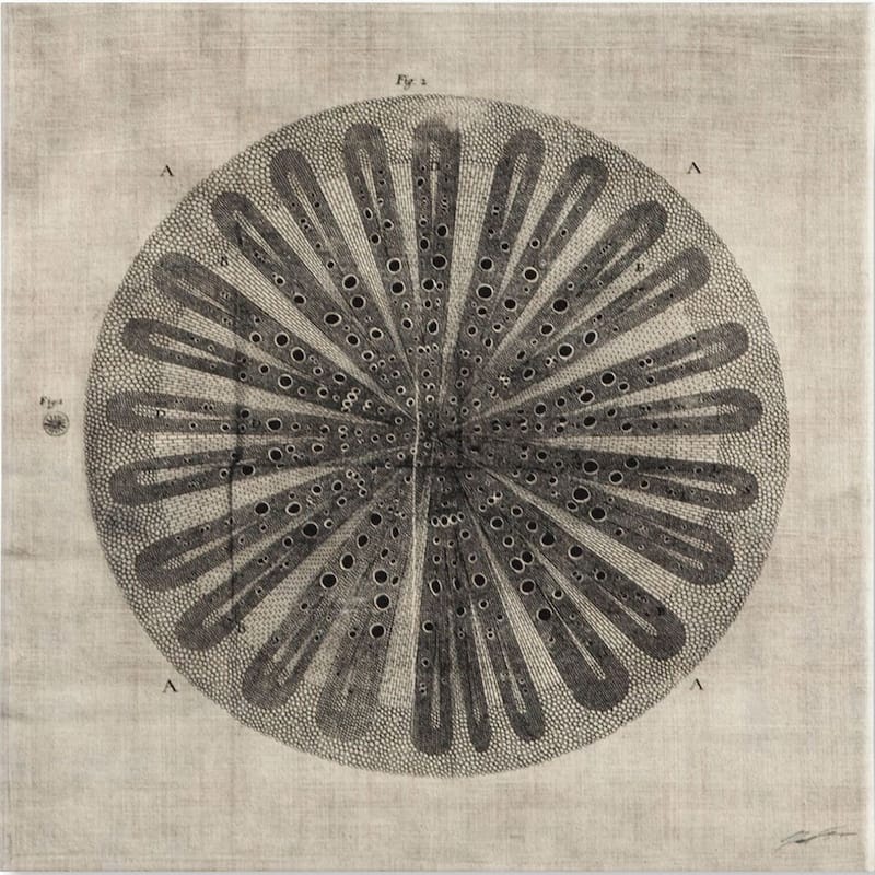 Mercana Cross Cut III (MC) (30 X 30) Made to Order Canvas Art