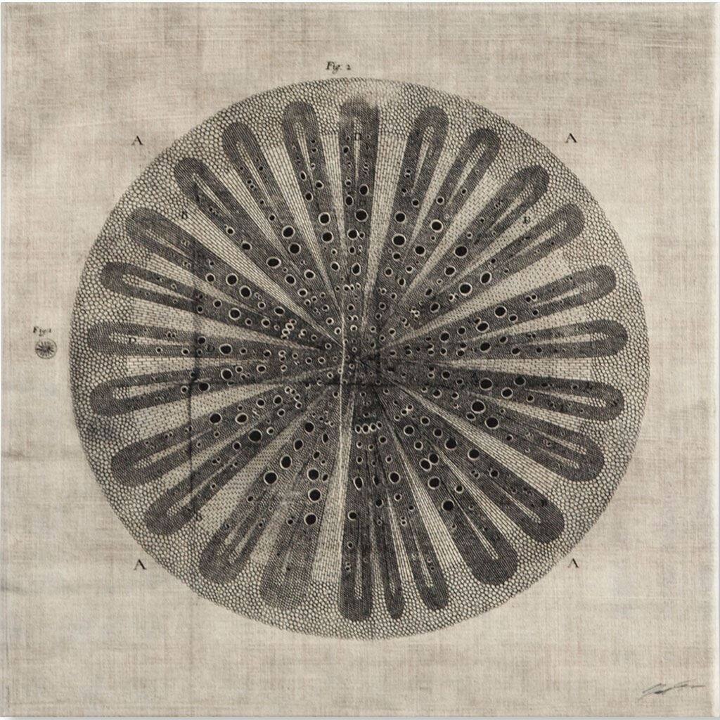 Mercana Cross Cut III (MC) (30 X 30) Made to Order Canvas Art