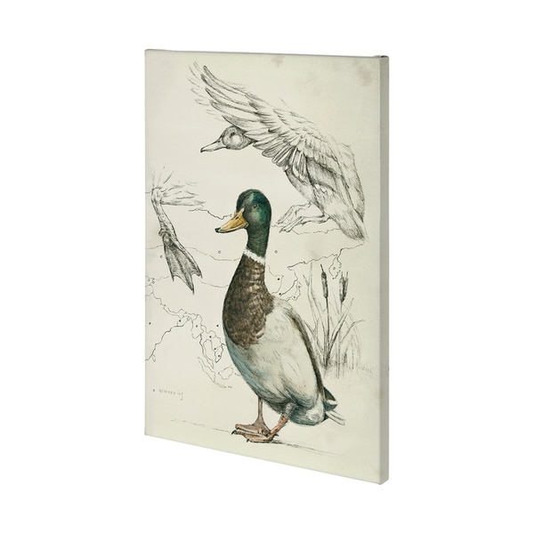 Mercana Duck Study II (36 x 54) Made to Order Canvas Art