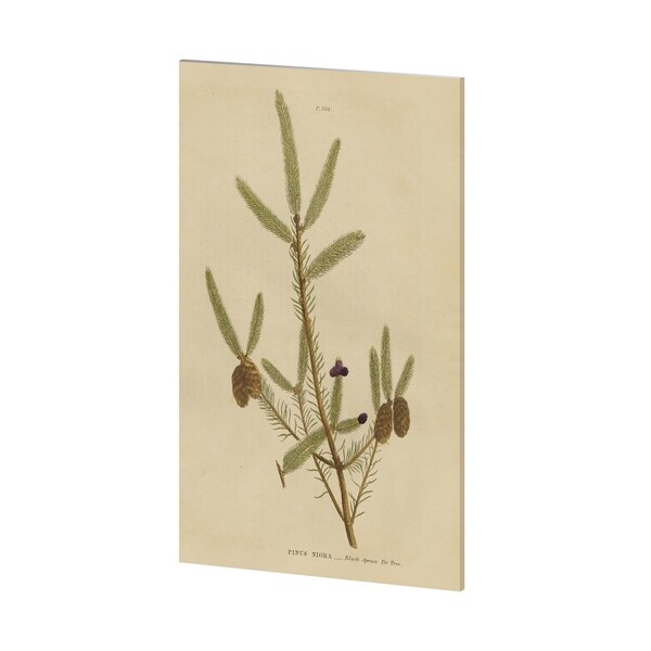 Mercana Herbal Botanical XIV (38 x 50) Made to Order Canvas Art