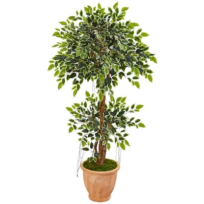 53" Variegated Ficus Artificial Tree in Terra Cotta Planter