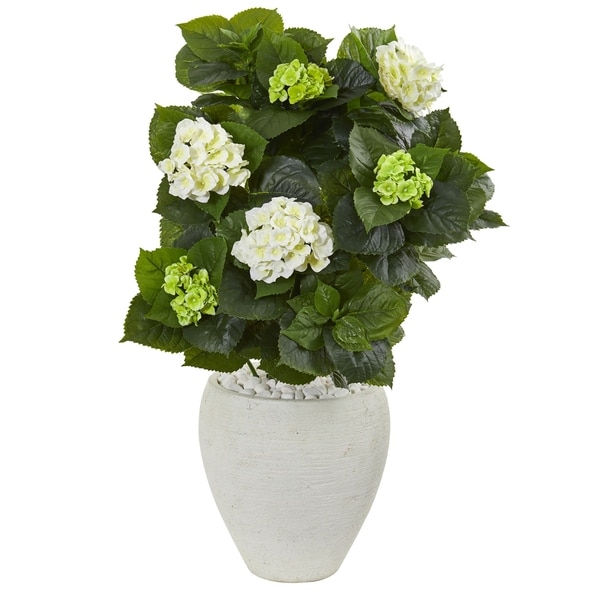 Hydrangea4937★★★　0308 Monrovia Blue Enchantress Hydrangea Flowering Shrub Pot