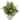 Mixed Ficus, Fittonia and Berries Artificial Plant in Floral Vase