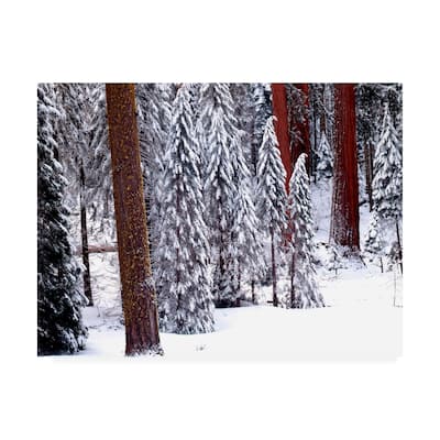 Monte Nagler Pines In Winter California Canvas Art