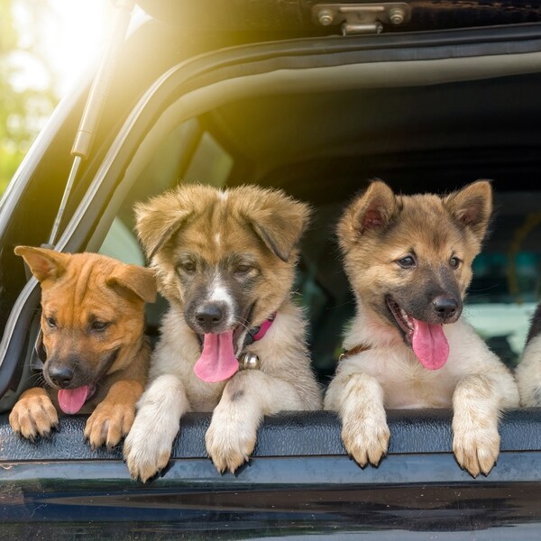folding portable dog ramp