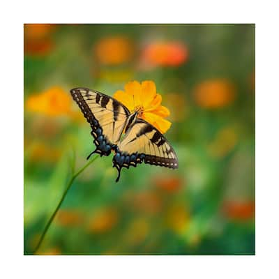 Phburchett 'Butterfly Portrait I' Canvas Art