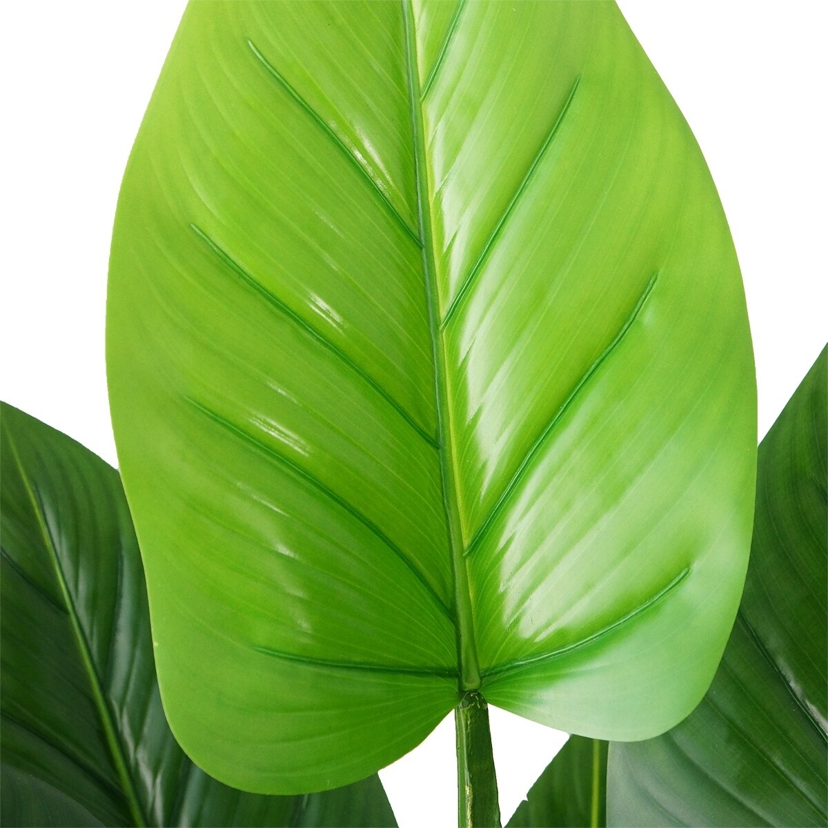 bamboo plant Lucky Bamboo main image 0