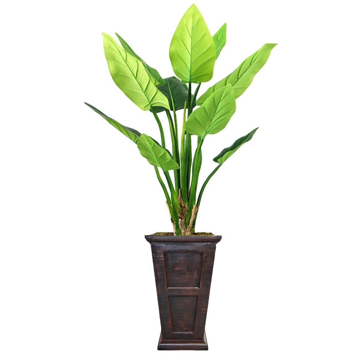 black jack snake plant Dracaena trifasciata 'Black Diamond'  Ultra-Dark Snake Plant