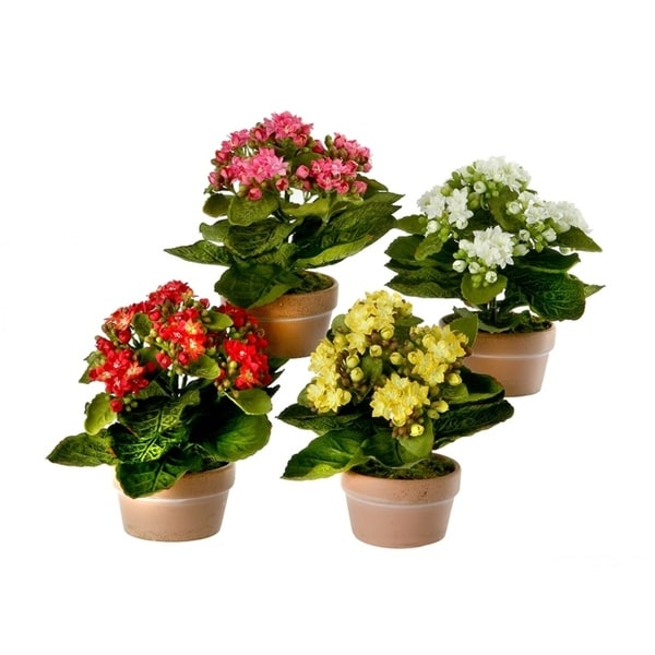 8 Inch Potted Kalanchoe Set of 4