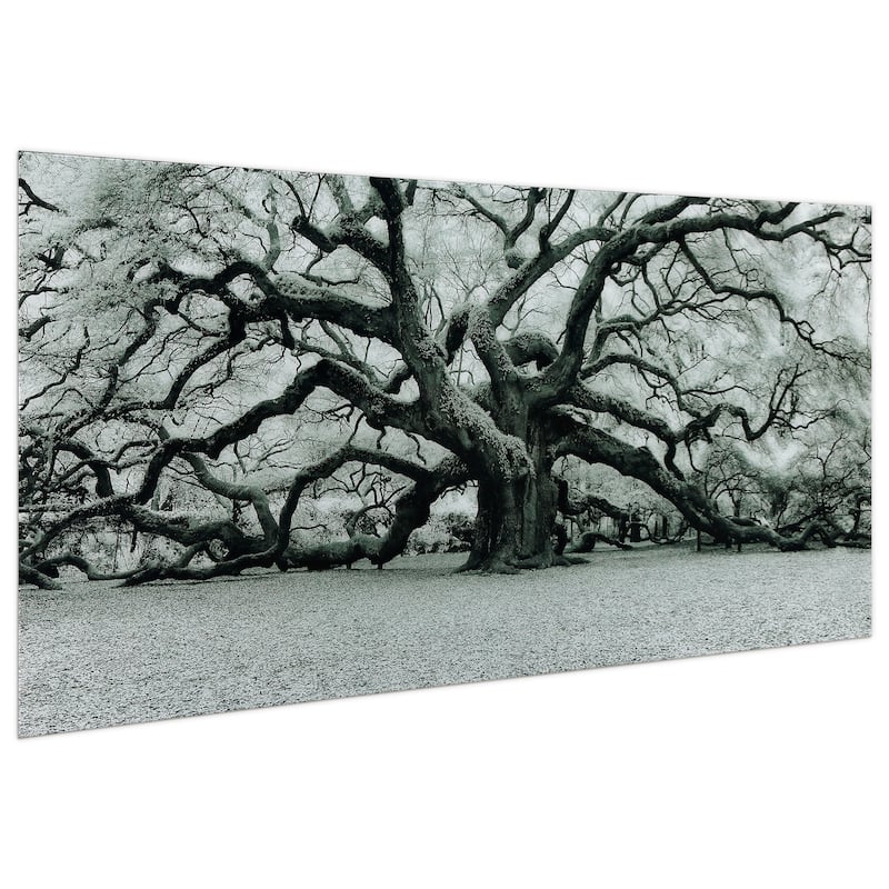 "The Angel Oak" Frameless Free Floating Tempered Art Glass Wall Art by EAD Art Coop