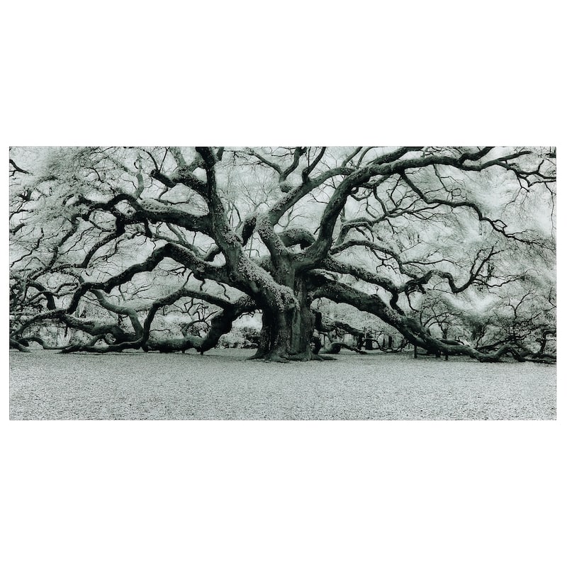 "The Angel Oak" Frameless Free Floating Tempered Art Glass Wall Art by EAD Art Coop