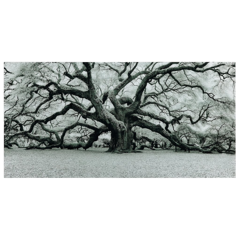 "The Angel Oak" Frameless Free Floating Tempered Art Glass Wall Art by EAD Art Coop