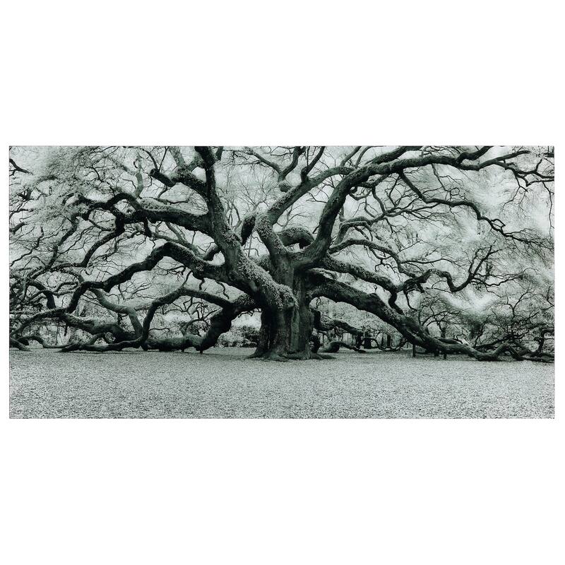 "The Angel Oak" Frameless Free Floating Tempered Art Glass Wall Art by EAD Art Coop