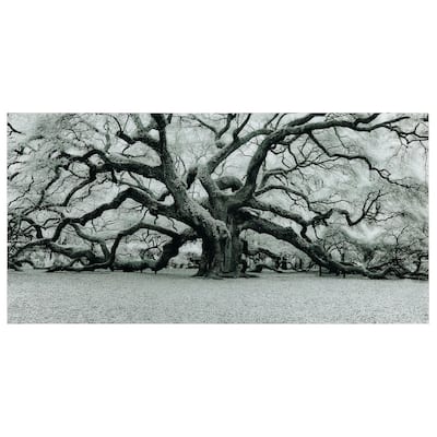 "The Angel Oak" Frameless Free Floating Tempered Art Glass Wall Art by EAD Art Coop