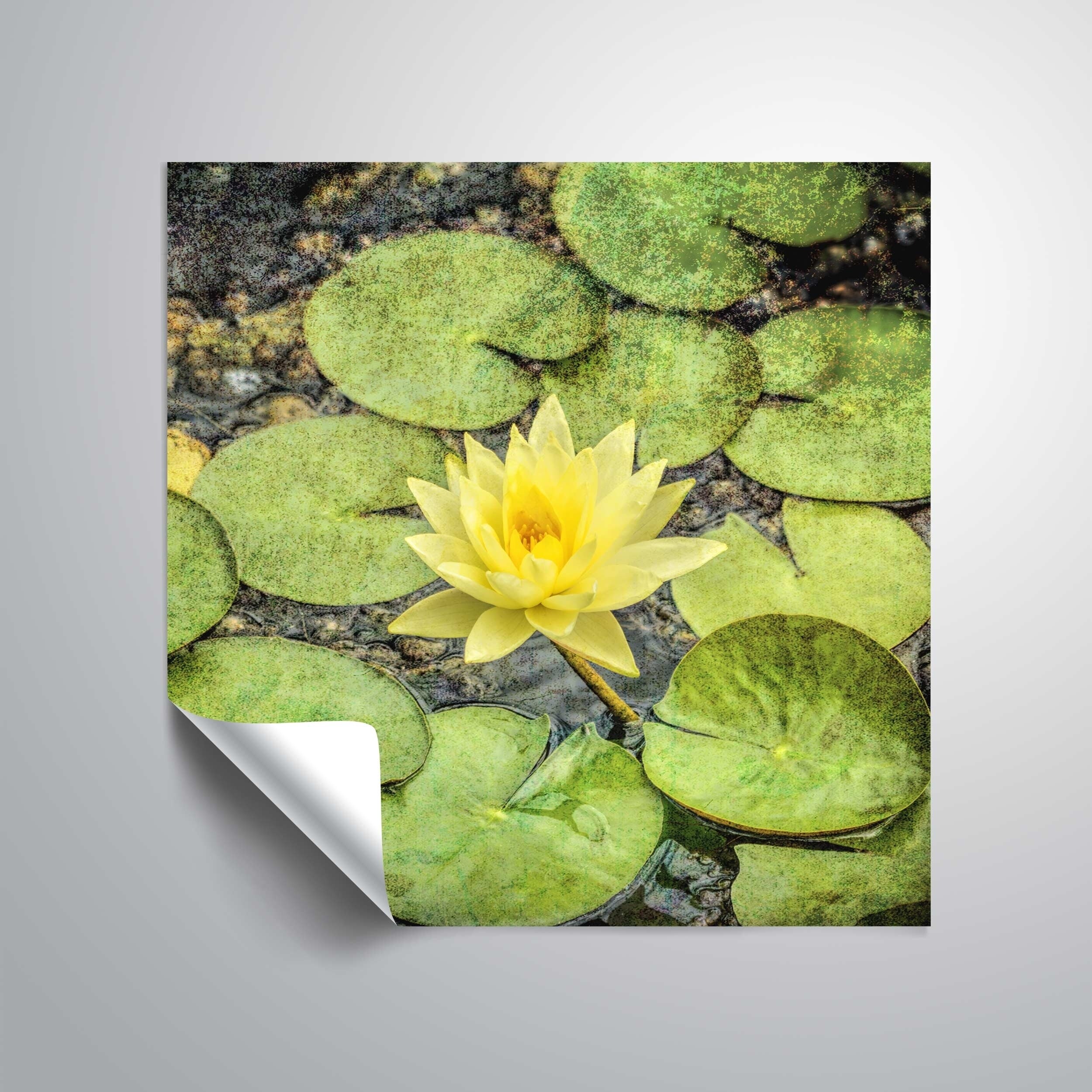 Artwall Daniel Stein Yellow Lily Among Lily Pads Removable Wall Art Overstock