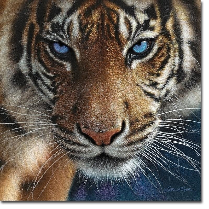 Tiger - Blue Eyes by Collin Bogle Gallery Wrapped Canvas Giclee Art (30 in x 30 in, Ready to Hang)