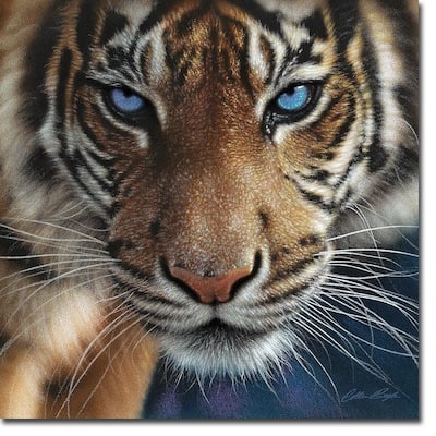 Tiger - Blue Eyes by Collin Bogle Gallery Wrapped Canvas Giclee Art (30 in x 30 in, Ready to Hang)