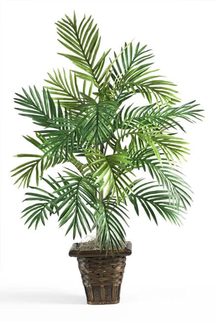 Areca Palm with Wicker Basket