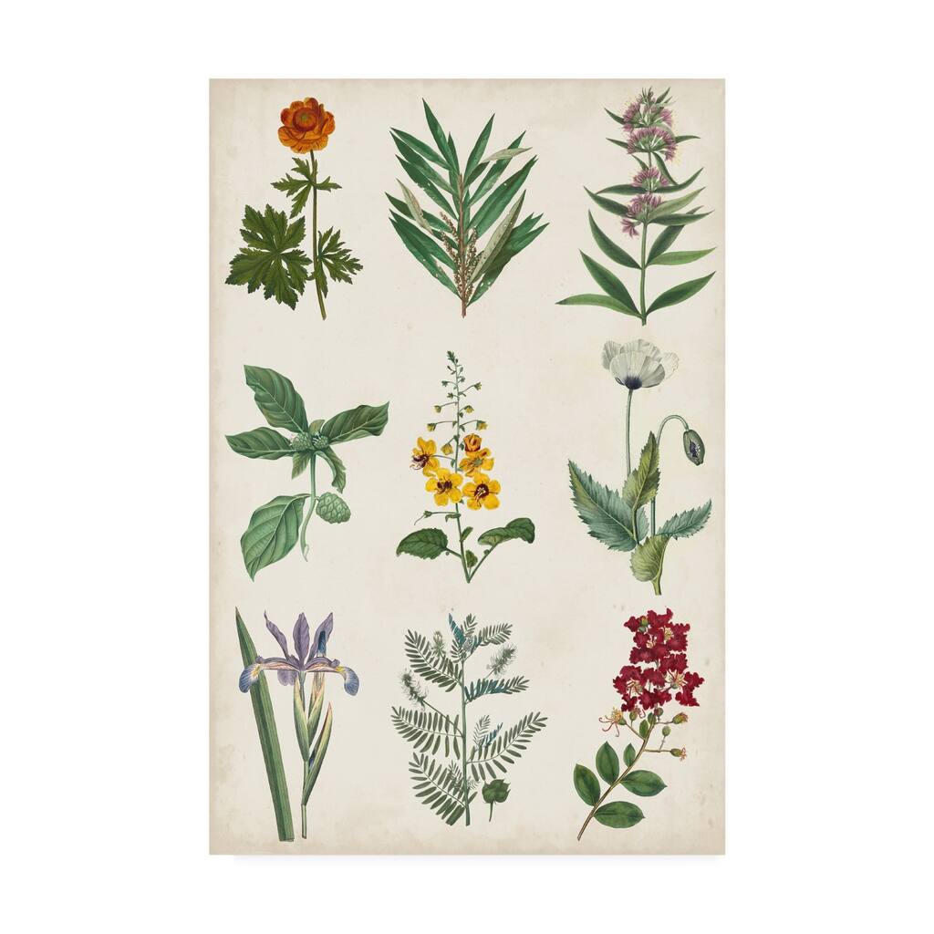 Vision Studio 'Botanical Chart II' Canvas Art