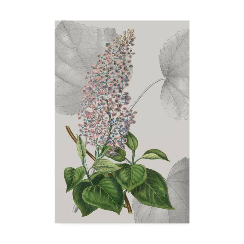 Vision Studio 'Botanical Arrangement IV' Canvas Art