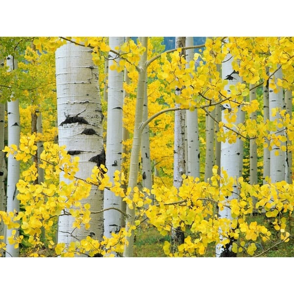 Shop Aspen Trees Indoor Outdoor Art Multi Color Overstock