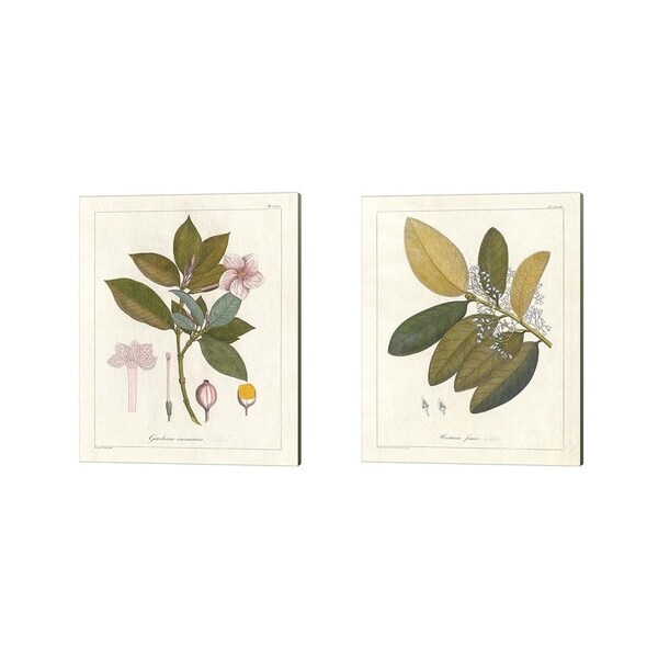 Wild Apple Portfolio 'Botanical Gardenia & Heritiera v2' Canvas Art (Set of 2)