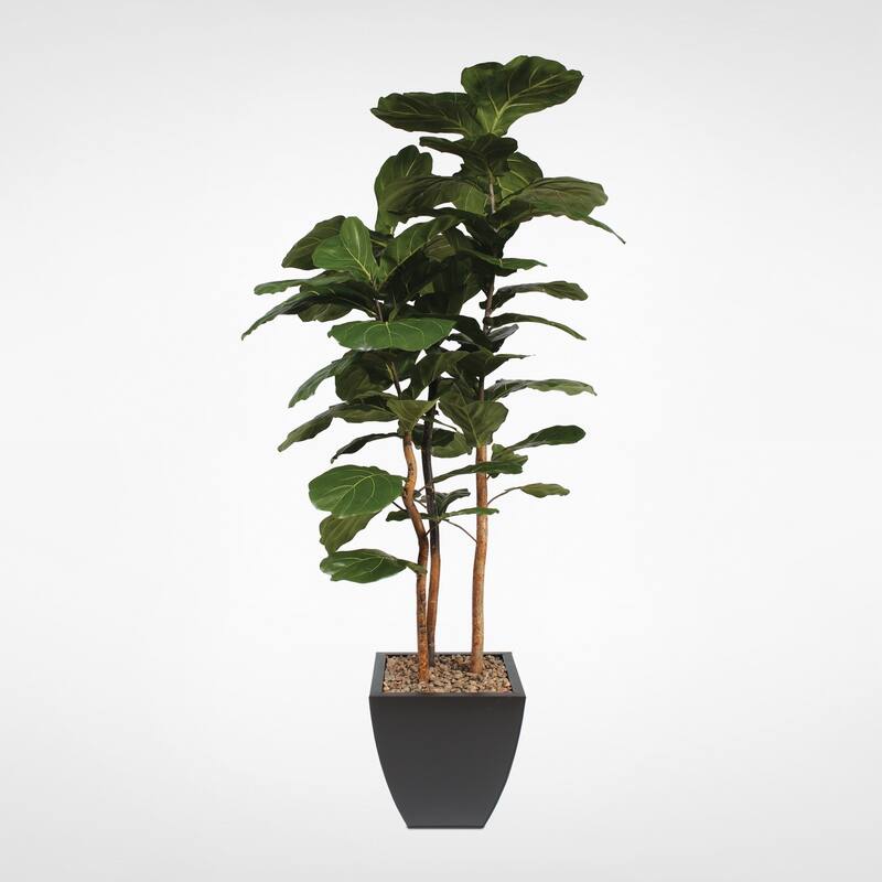 7' Brazilian Fiddle Tree with Real Wood Trunk in a Black Planter