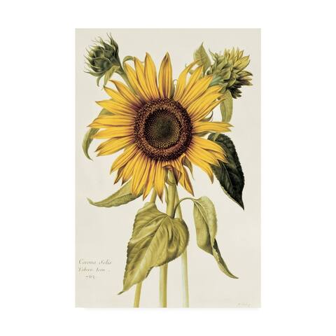 Porch & Den Nicolas Robert 'Helianthus Annuus Sunflower' Canvas Art
