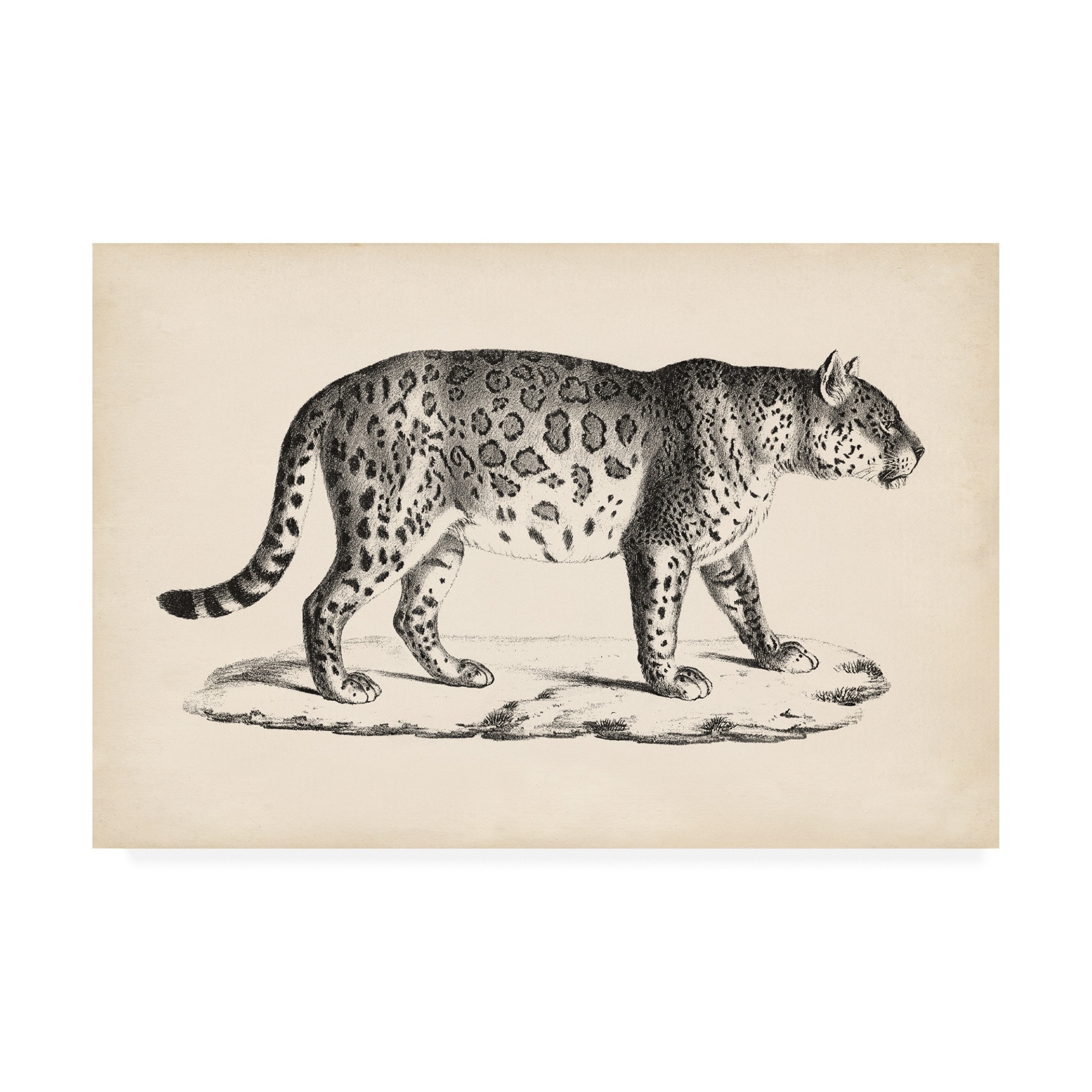 Brodtmann 'Brodtmann Male Leopard' Canvas Art - On Sale - Bed Bath & Beyond  - 27191068