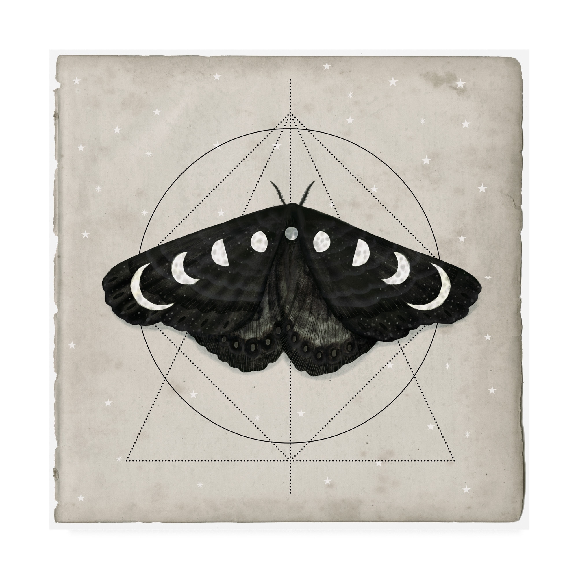 Cecropia Moth by Shannon Amidon  encaustic artwork  UGallery