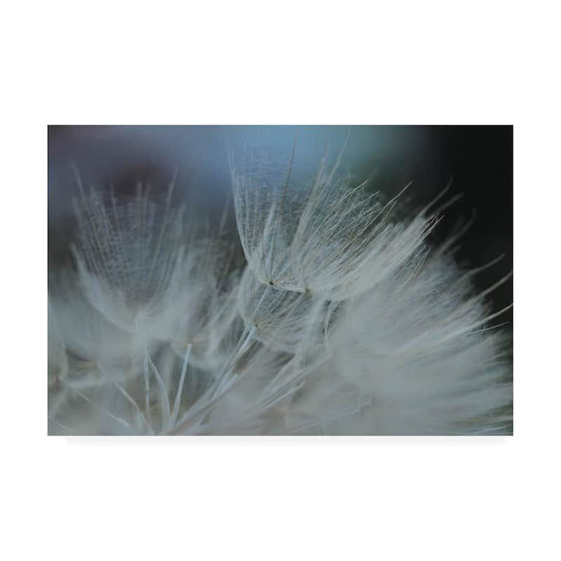 Renée W. Stramel 'macro Dandelion Vii' Canvas Art - On Sale - Bed Bath 