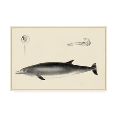 Unknown 'Antique Dolphin Study I' Canvas Art