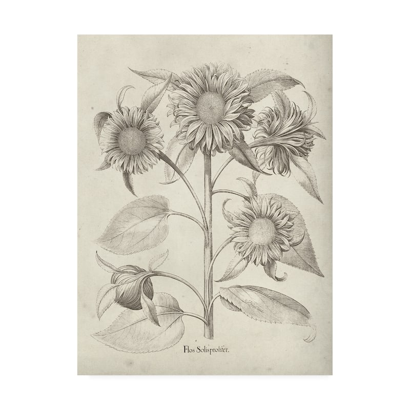 Vision Studio 'Fresco Sunflower II' Canvas Art
