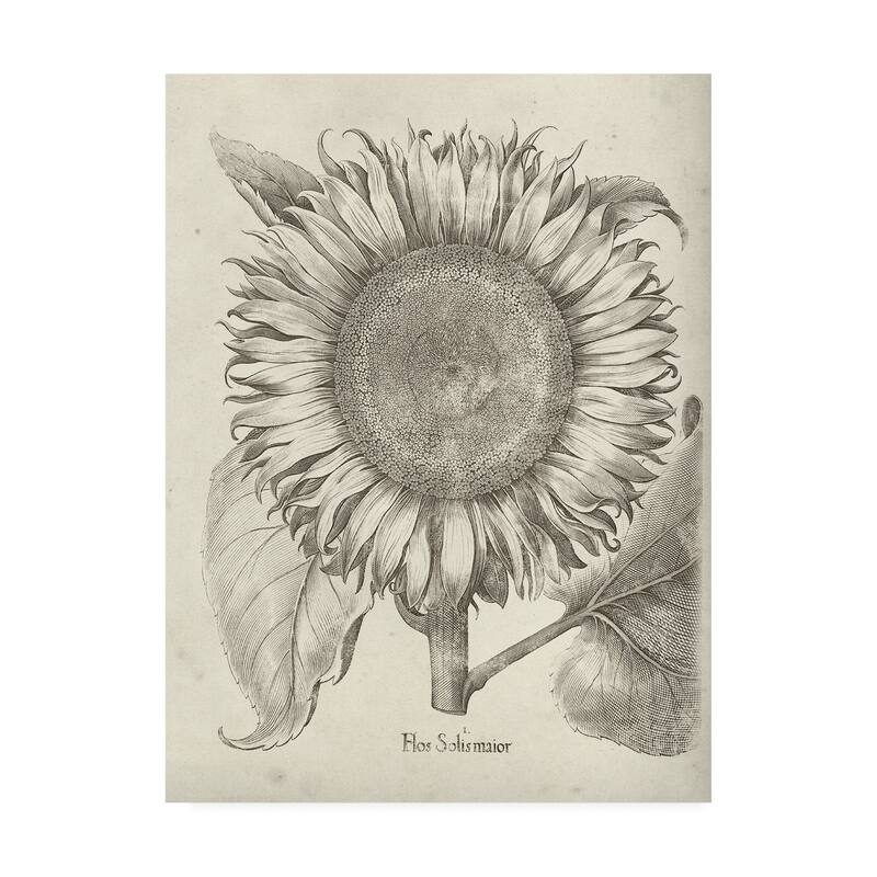 Vision Studio 'Fresco Sunflower I' Canvas Art