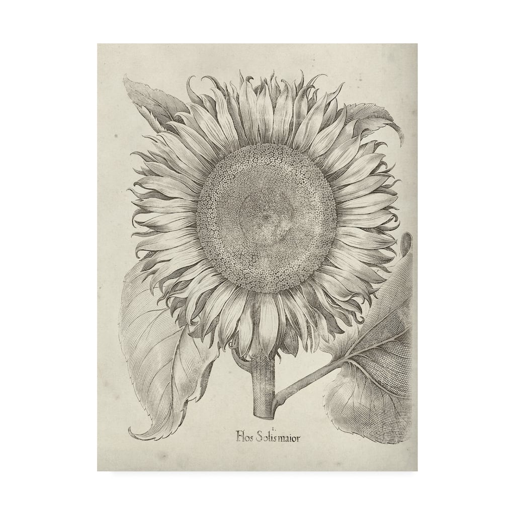 Vision Studio 'Fresco Sunflower I' Canvas Art