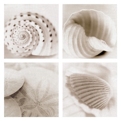 Masterpiece Art Gallery Atlantis Seashells 1-4 By Alan Blaustein Canvas Art Print Set of 4