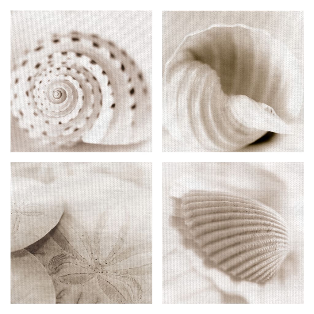 Masterpiece Art Gallery Atlantis Seashells 1-4 By Alan Blaustein Canvas Art Print Set of 4