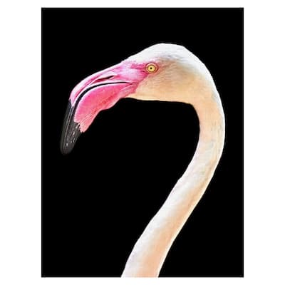 Masterpiece Art Gallery Flamingo Portrait By Mathew Schwartz Canvas Art Print