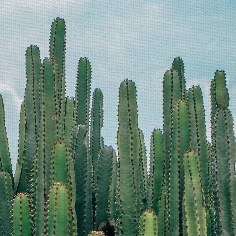 Masterpiece Art Gallery Cactus Greens Desert Sky By David Sola Canvas Art Print