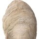 preview thumbnail 4 of 4, Uttermost Oyster Aged Ivory Shell Sculptures (Set of 2)