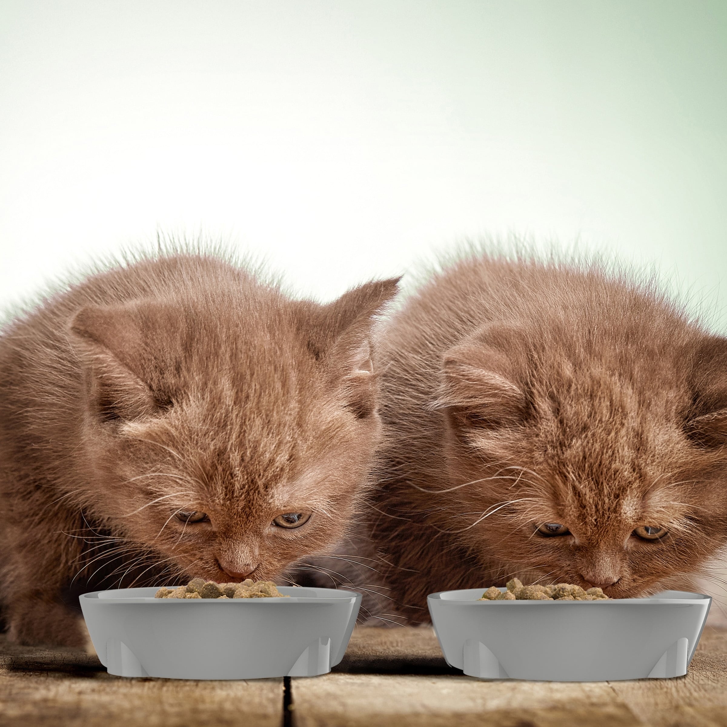 Можно котам орехи. Котенок ест корм. Вредная еда для котов. Кошка ест орехи фото.