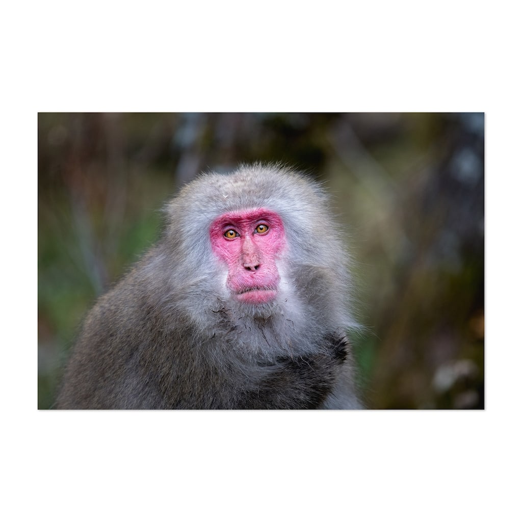 Noir Gallery Japanese Macaque Monkey Wildlife Unframed Art Print/Poster