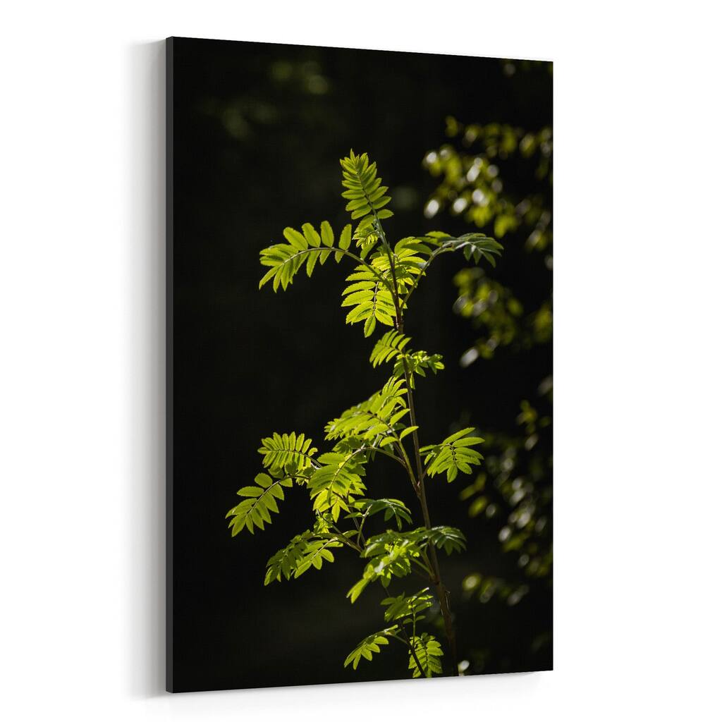 Noir Gallery Forest Plants Lush Nature Green Canvas Wall Art Print