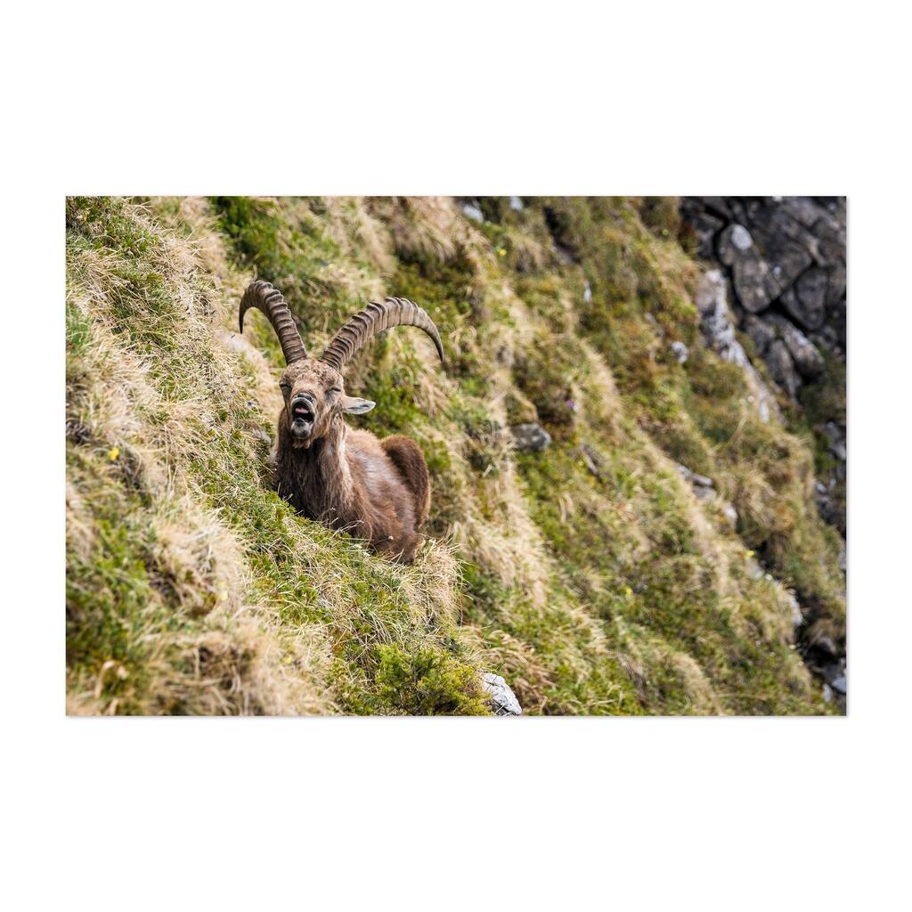 Noir Gallery Ibex Animal Wildlife Swiss Alps Unframed Art Print/Poster