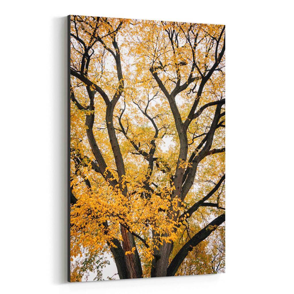 Noir Gallery Fall Autumn Color Tree Foliage Canvas Wall Art Print