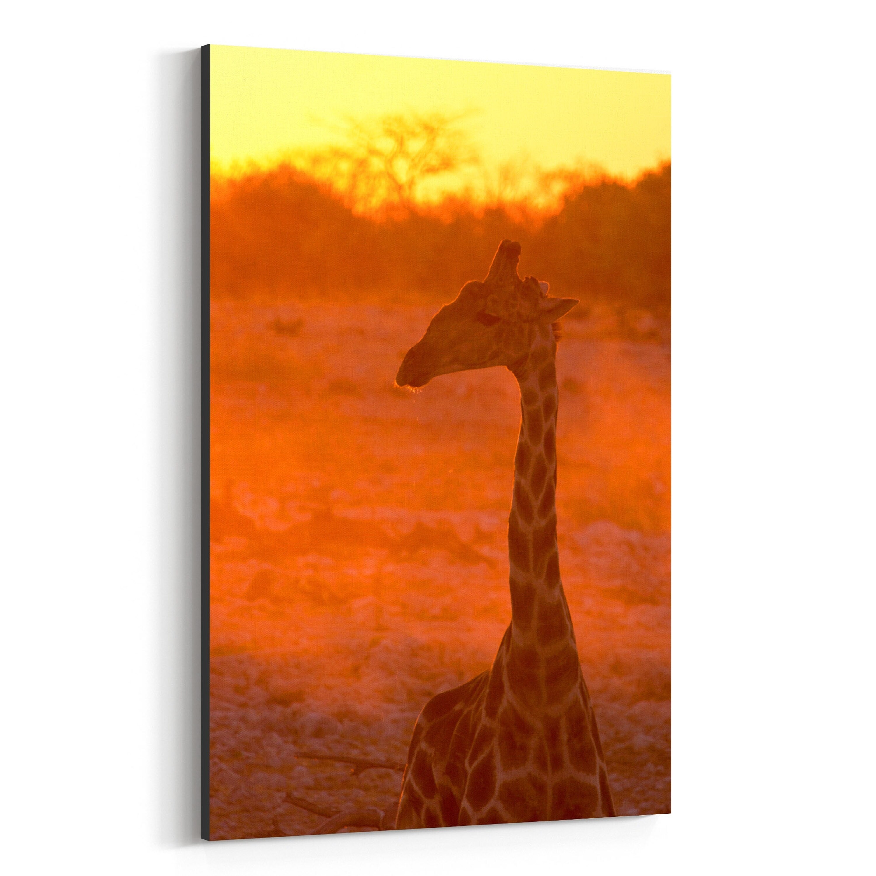 Shop Noir Gallery Namibia Africa Giraffe Wildlife Canvas Wall Art Print Overstock 27439887