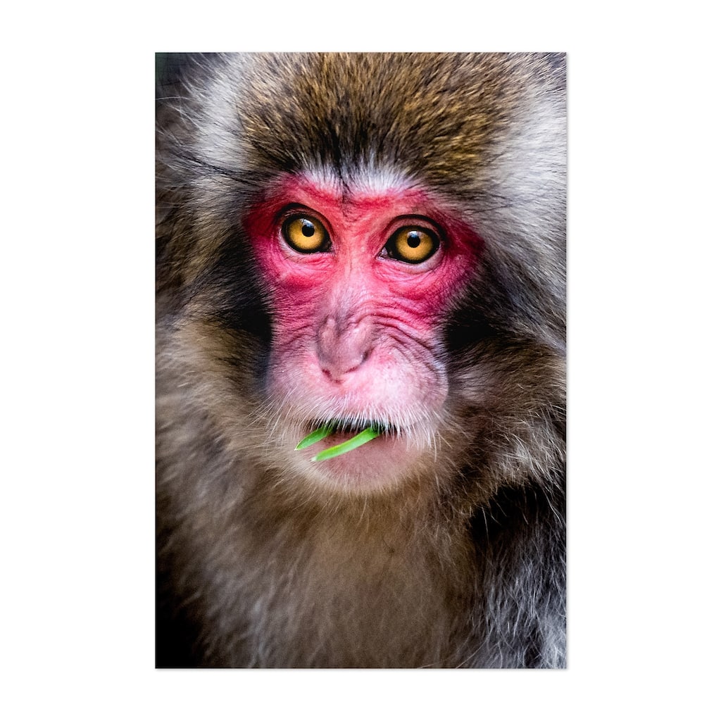 Noir Gallery Japanese Macaque Monkey Wildlife Unframed Art Print/Poster