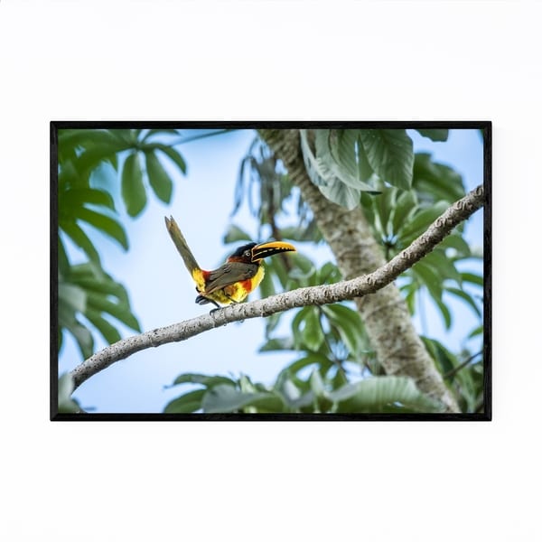 Noir Gallery Aracari Bird Wildlife Brazil Framed Art Print