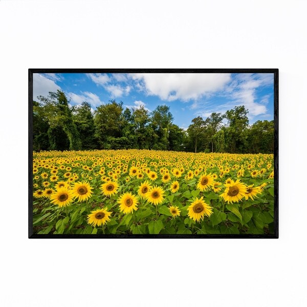 Noir Gallery Jarrettsville Maryland Sunflower Framed Art Print