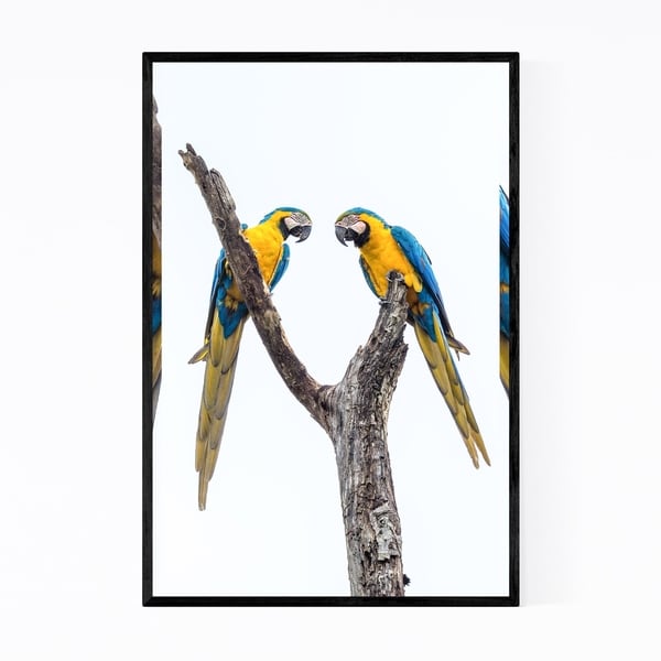 Noir Gallery Macaws Birds Wildlife Brazil Framed Art Print
